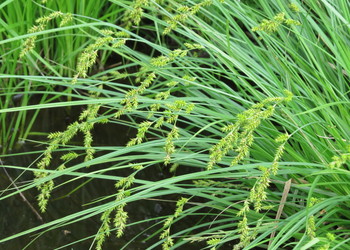 Walzensegge (Carex elongata) - © Emanuel Trummer